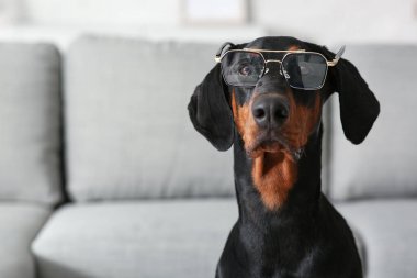 Evde gözlüklü sevimli Dobermann köpeği, yakın plan.