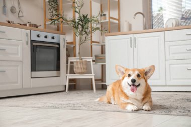 Şirin, mutlu Corgi köpeği evde yerde yatıyor.