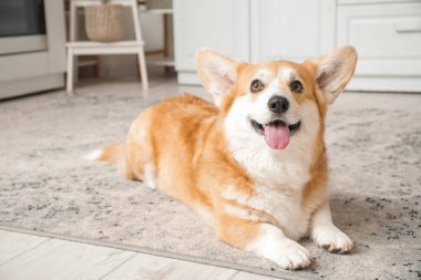 Şirin, mutlu Corgi köpeği evde yerde yatıyor.