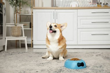Şirin Corgi köpeği, elinde bir kase kuru yemekle mutfakta oturuyor.