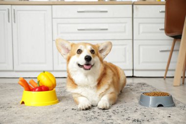 Tatlı Corgi köpeği evde kuru yiyecek ve taze sebzelerle yatıyor.