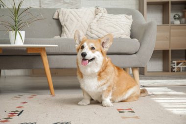 Şirin, mutlu Corgi köpeği evde yerde oturuyor.