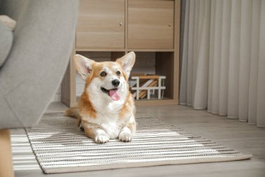 Şirin, mutlu Corgi köpeği evde yerde yatıyor.