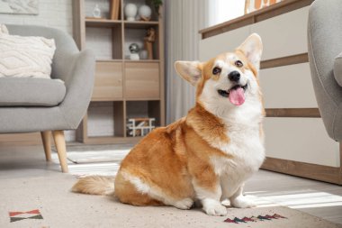 Şirin, mutlu Corgi köpeği evde yerde oturuyor.