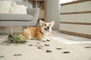 Evinde yerde yatan sevimli, mutlu bir Corgi köpeği.