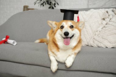 Havan tahtasındaki şirin Corgi köpeği. Diploması evdeki kanepede yatıyor.