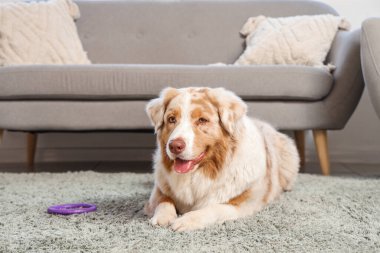 Sevimli Avustralyalı çoban köpeği evde halıda yatıyor.