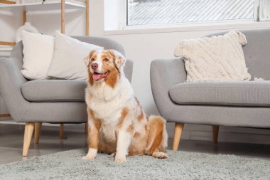 Sevimli Avustralyalı çoban köpeği evde halıda oturuyor.