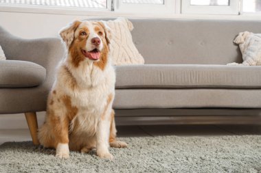 Sevimli Avustralyalı çoban köpeği evde halıda oturuyor.