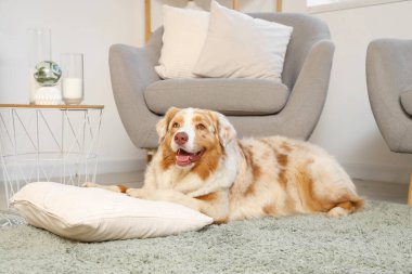 Şirin Avustralyalı çoban köpeği. Yastığı evde, halının üzerinde yatıyor.