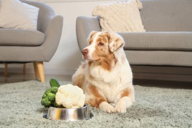 Tatlı Avustralya çoban köpeği ve evde sebzeli kase.