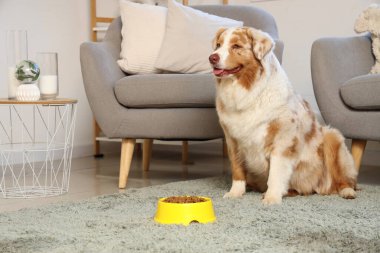 Tatlı Avustralyalı çoban köpeği ve evde kuru yiyecekle kase.