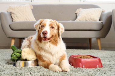 Tatlı Avustralya çoban köpeği evde sebzeli ve kuru yiyecekli kaselerin yanında.