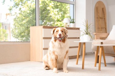 Evdeki halıda oturan sevimli Avustralya çoban köpeği.