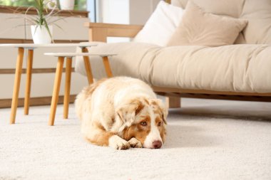 Avustralya çoban köpeği evde halıda yatıyor.