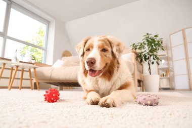 Şirin Avustralyalı çoban köpeği ve evde halıda oyuncakları var.