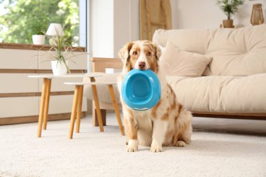 Evde boş yemek kasesi olan şirin Avustralya çoban köpeği.