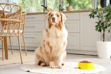 Tatlı Avustralyalı çoban köpeği ve evde kuru yiyecekle kase.