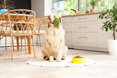 Tatlı Avustralya çoban köpeği brokoli ve evde kuru yiyecek.