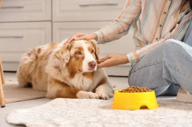 Avustralya çoban köpeğini evde kuru yiyecekle besleyen genç bir kadın.
