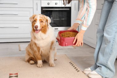 Avustralya çoban köpeğini evde kuru yiyecekle besleyen genç bir kadın.