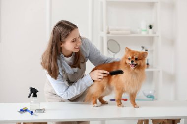 Kadın kuaför, kuaförde şirin Pomeranya köpeği fırçalıyor.