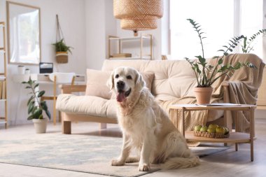 Açık salonda halının üzerinde oturan şirin Labrador köpeği.