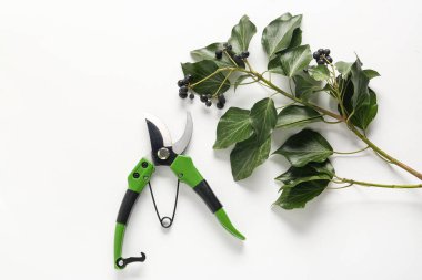 Beyaz arka planda siyah frenk üzümü dalına sahip yeşil kesiciler