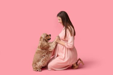Tatlı Cocker Spaniel köpeği olan güzel hamile bir kadın pembe arka planda oturuyor.