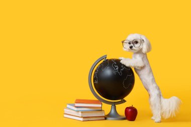 Küre, elma ve sarı zemin üzerine kitap yığını olan gözlüklü sevimli Maltese köpeği.