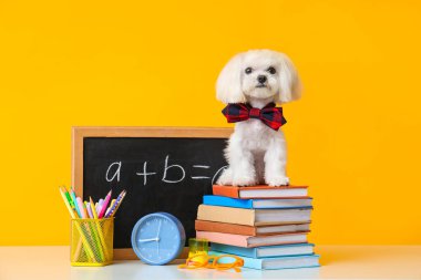 Yay, çalar saat, okul kırtasiyesi ve sarı arkaplanda matematik formülü olan şirin bir Malta köpeği.