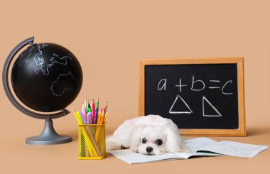 Tatlı Malta köpeği, matematik formüllü karatahta, dünya ve bej arka planda farklı okul kırtasiyesi.