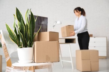 Taşınma gününde koltukta bitki olan karton kutular, yakın plan.