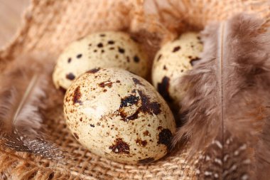 Taze bıldırcın yumurtası ve tüy çuval örtüsü arka planda, yakın plan.