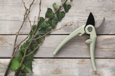 Ahşap arka planda yaprakları olan şubeler ve dallar