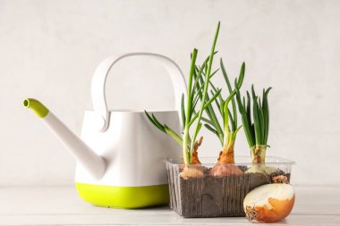Beyaz ahşap masa üzerinde ekilmiş yeşil soğan ve sulama kutusu olan plastik bir kap.