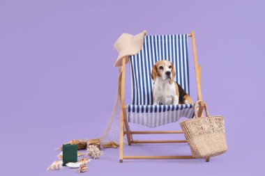 Güverte sandalyesinde oturan sevimli Beagle köpeği. Plaj aksesuarları ve leylak arka planda.