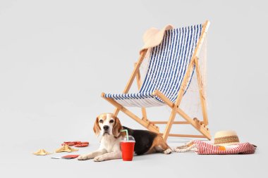 Tatlı Beagle köpeği beyaz arka planda plaj aksesuarlarıyla güverte sandalyesinin yanında içecekle yatıyor.