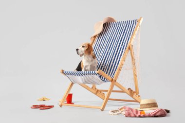 Beyaz arka planda plaj aksesuarlarıyla güverte sandalyesinde oturan sevimli Beagle köpeği.