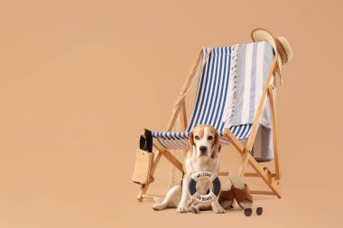 Güverte sandalyesinin yanında oturan sevimli Beagle köpeği. Bej arka planda hatıra olarak can simidi ve plaj aksesuarları var.