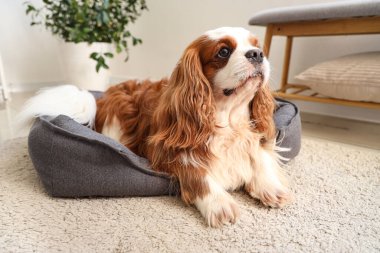 Şirin süvari Kral Charles evcil hayvan yatağında yatıyor.