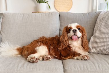 Cute cavalier King Charles spaniel lying on sofa at home