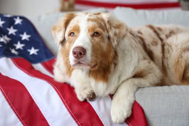 Şirin Avustralya çoban köpeği ve ABD bayrağı evdeki kanepede uzanıyor, yakın plan.