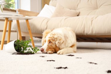 Şirin Avustralyalı çoban köpeği evdeki halıdaki toprak ve bitkilerin hemen yanında.