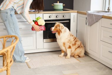 Avustralya çoban köpeğini evde sebzelerle besleyen genç bir kadın.