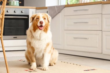 Sevimli Avustralyalı çoban köpeği evde halıda oturuyor.