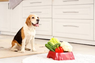 Tatlı av köpeği ve evde sebzeli kase.