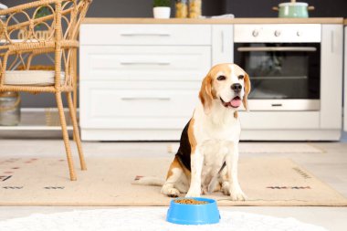 Tatlı av köpeği ve evde kuru yiyecekle kase.