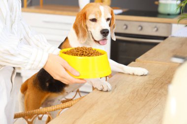 Sahibi, sevimli av köpeğini evde besliyor, yakın plan.