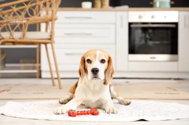 Evdeki halıda oyuncakları olan sevimli av köpeği.